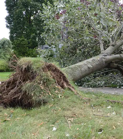 Tree that has fallen onto the yard of a home in Shepparton