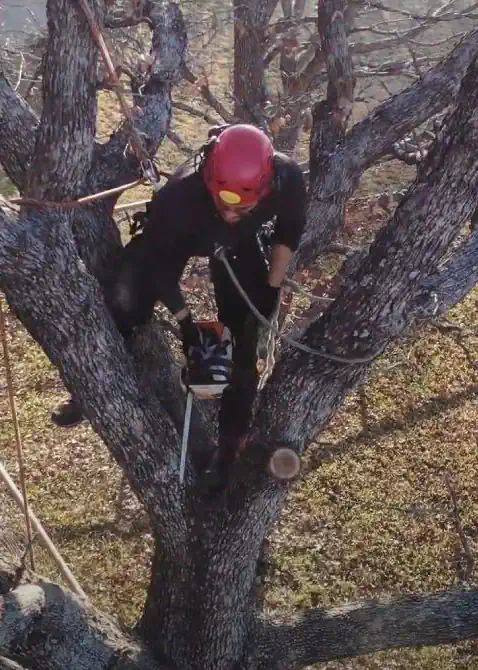 A commercial arborist in Shepparton cutting a tree down