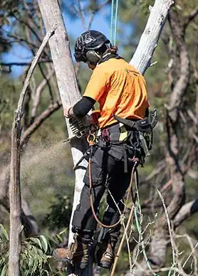 A commercial arborist cabled to a tree performing commercial tree removal in Shepparton