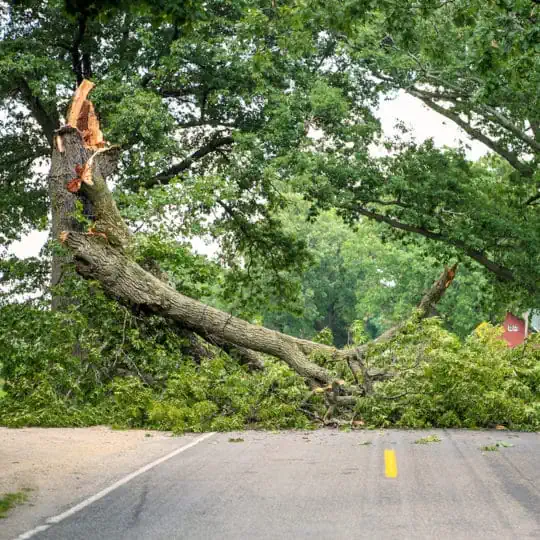 Tree that has fallen onto a road in Shepparton