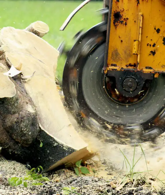 Stump grinder grinding a stump in a home in Shepparton