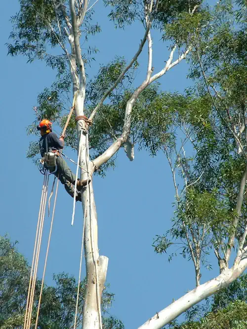 A tree being lopped by our tree loppers in Shepparton